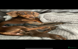 Miniature Dachshund dogs for sale: KC Registered true petite Miniature Dachshunds - Image 10