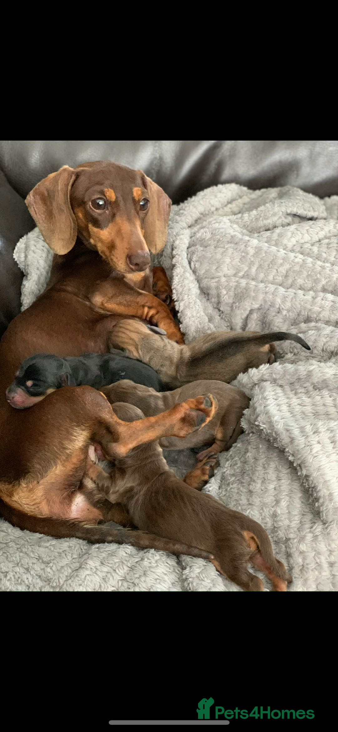 Miniature Dachshund dogs for sale: KC Registered true petite Miniature Dachshunds - Image 10