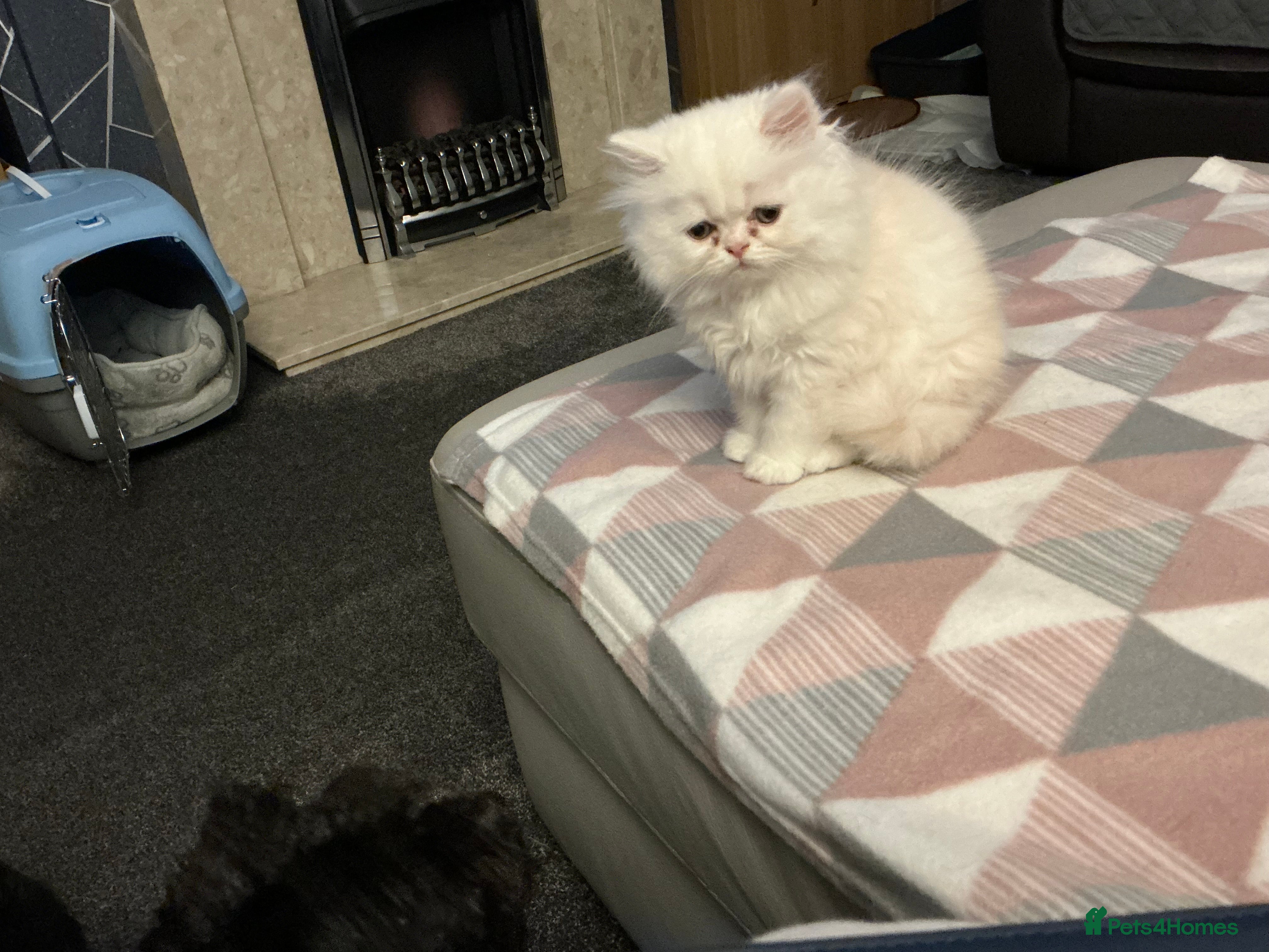 Persian cats 10 month old Persian kitten in Stanley - Advert 2