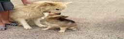 German Shepherd dogs for sale: Beautiful German shepherd puppy for sale  in Sidcup - Advert 1