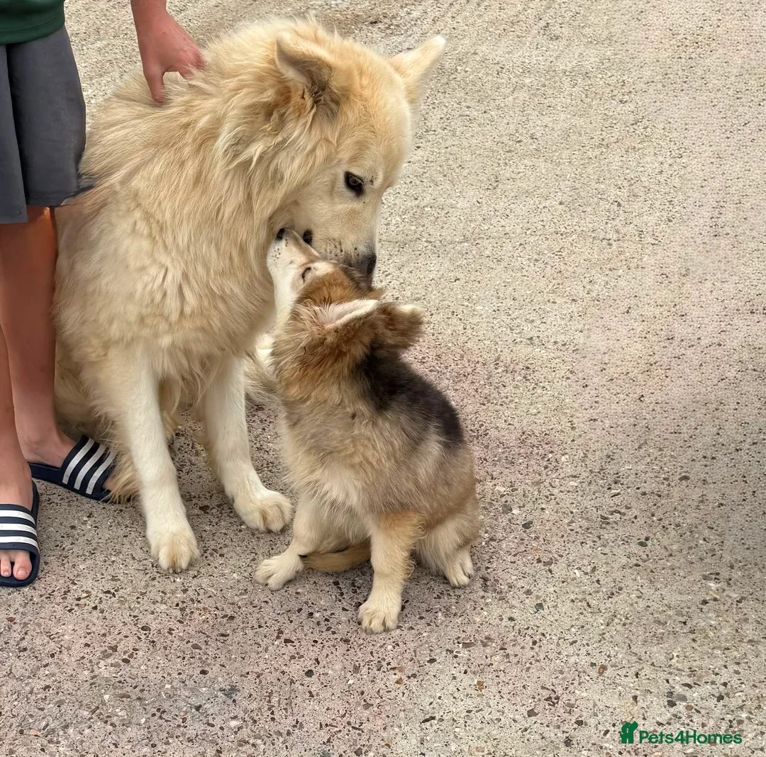 German Shepherd dogs for sale: Beautiful German shepherd puppy for sale  in Sidcup - Advert 1