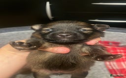 Pomeranian dogs for sale: THREE BEAUTIFUL POMERANIAN PUPPIES⚠️⚠️❗️  - Image 8