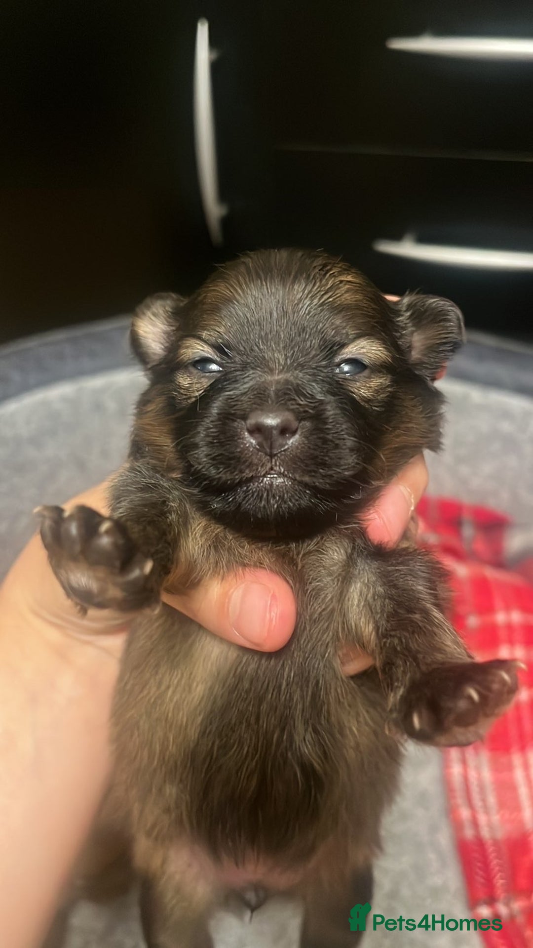 Pomeranian dogs for sale: THREE BEAUTIFUL POMERANIAN PUPPIES⚠️⚠️❗️  - Image 8
