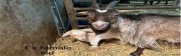 Goats livestock for sale: Pygmy goats with kids  - Advert 5