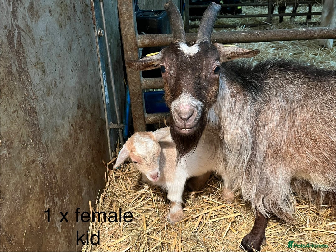 Goats livestock for sale: Pygmy goats with kids  - Advert 5