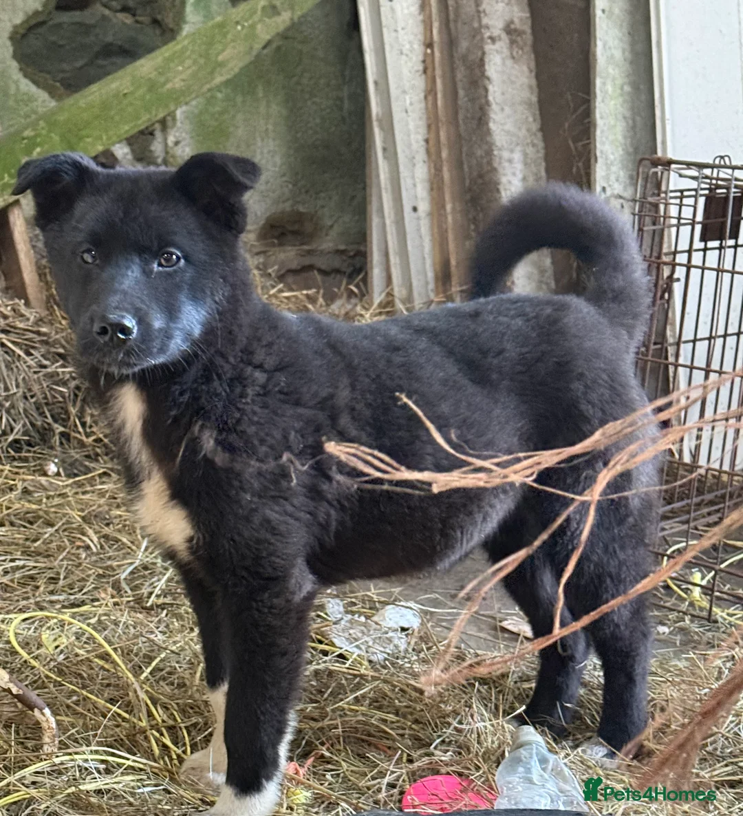 Mixed Breed dogs for sale: Akita X puppy  - Advert 1