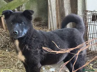 Mixed Breed dogs Akita X puppy - Advert 12