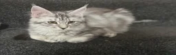 Maine Coon cats for sale: Maincoone silver tabby female - Advert 3
