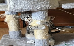 Maine Coon cats for sale: Adorable Kittens - Image 36