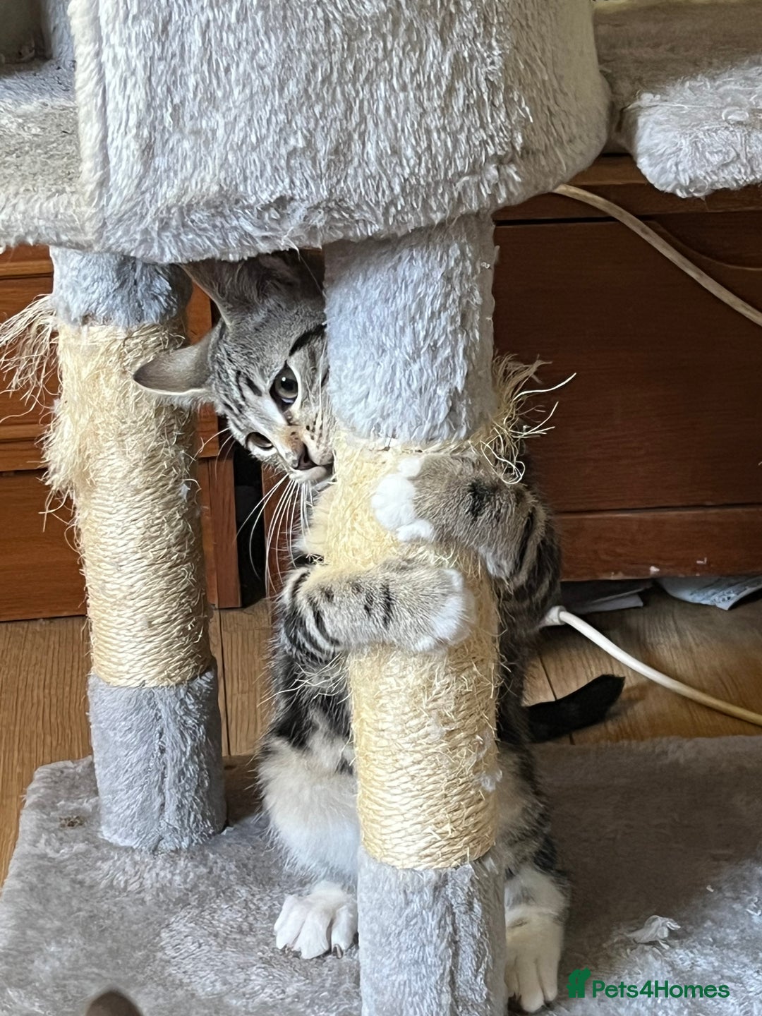 Maine Coon cats for sale: Adorable Kittens - Image 36