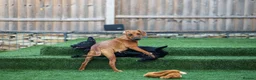 Mixed Breed dogs for adoption: Handsome Henry - Advert 22
