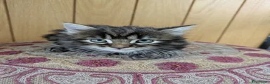 Mixed Breed Kitten 2