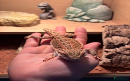 Bearded Dragon reptiles for sale: Male red striped bearded dragon and enclosure  - Image 3