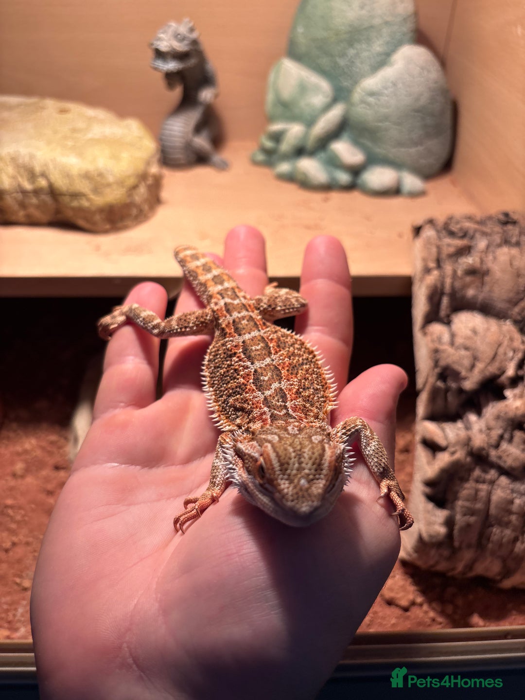Bearded Dragon reptiles for sale: Male red striped bearded dragon and enclosure  - Image 3
