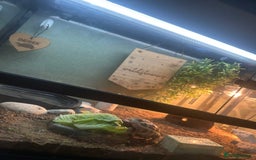 Tortoise reptiles for sale: Tortoise for sale.  - Image 3