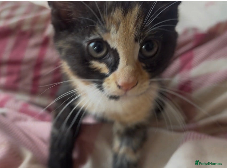 Mixed Breed cats Fluffy cute kittens used to dogs. - Advert 6