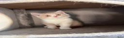 British Shorthair cats for sale: Unique British Shorthair Kittens 🐈✨ - Advert 3