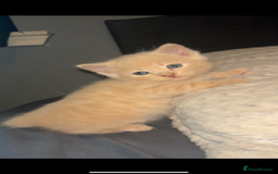 British Shorthair cats for sale: Cross British shorthair MALE ONLY ready!!!❌❌❌❌ - Image 2