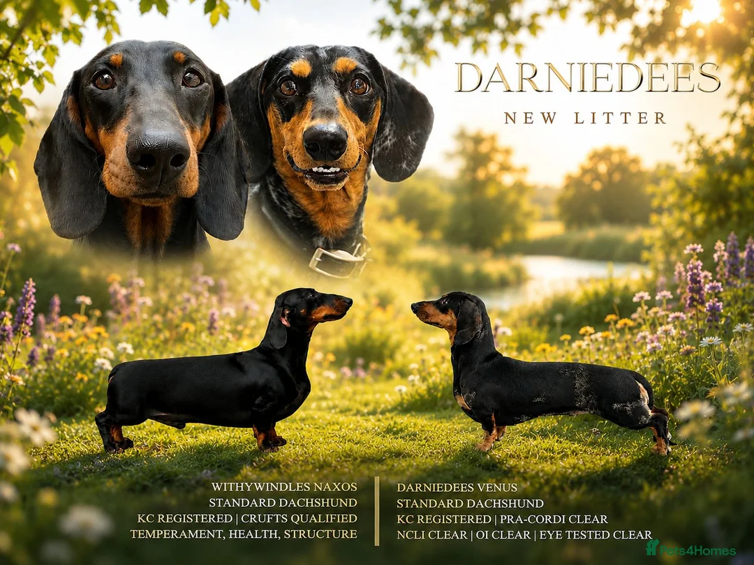 Dachshund dogs for sale: Expression of interest  - waiting list now open - Advert 1