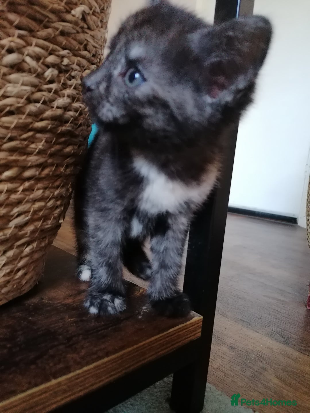 Domestic Shorthair cats for sale: Stunning kittens for sale  - Image 34