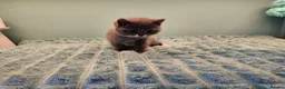 British Shorthair cats for sale: Blue British short hair X kittens  - Advert 9