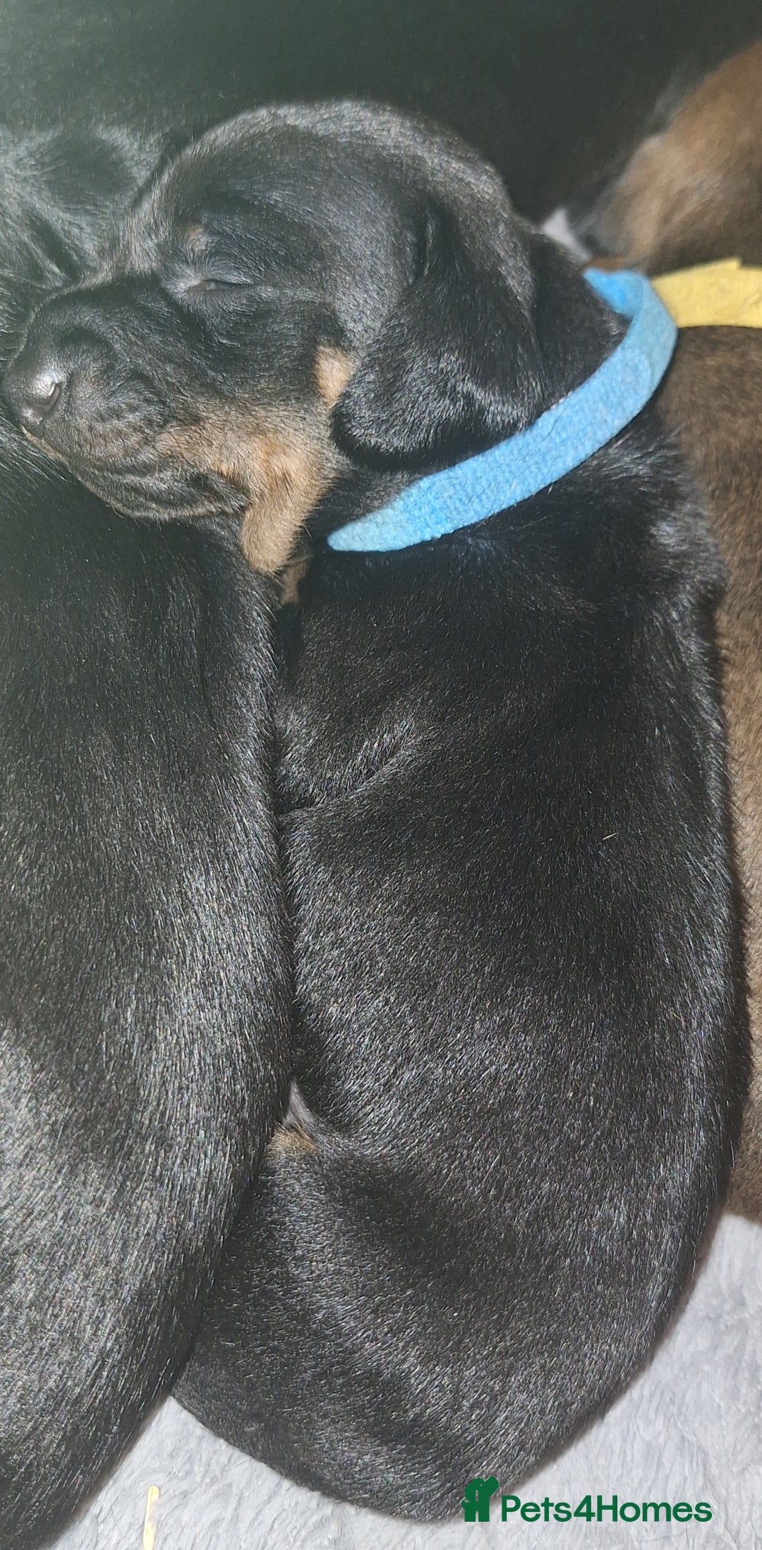 Dachshund dogs for sale: Standard Dadchund for sale  - Advert 3