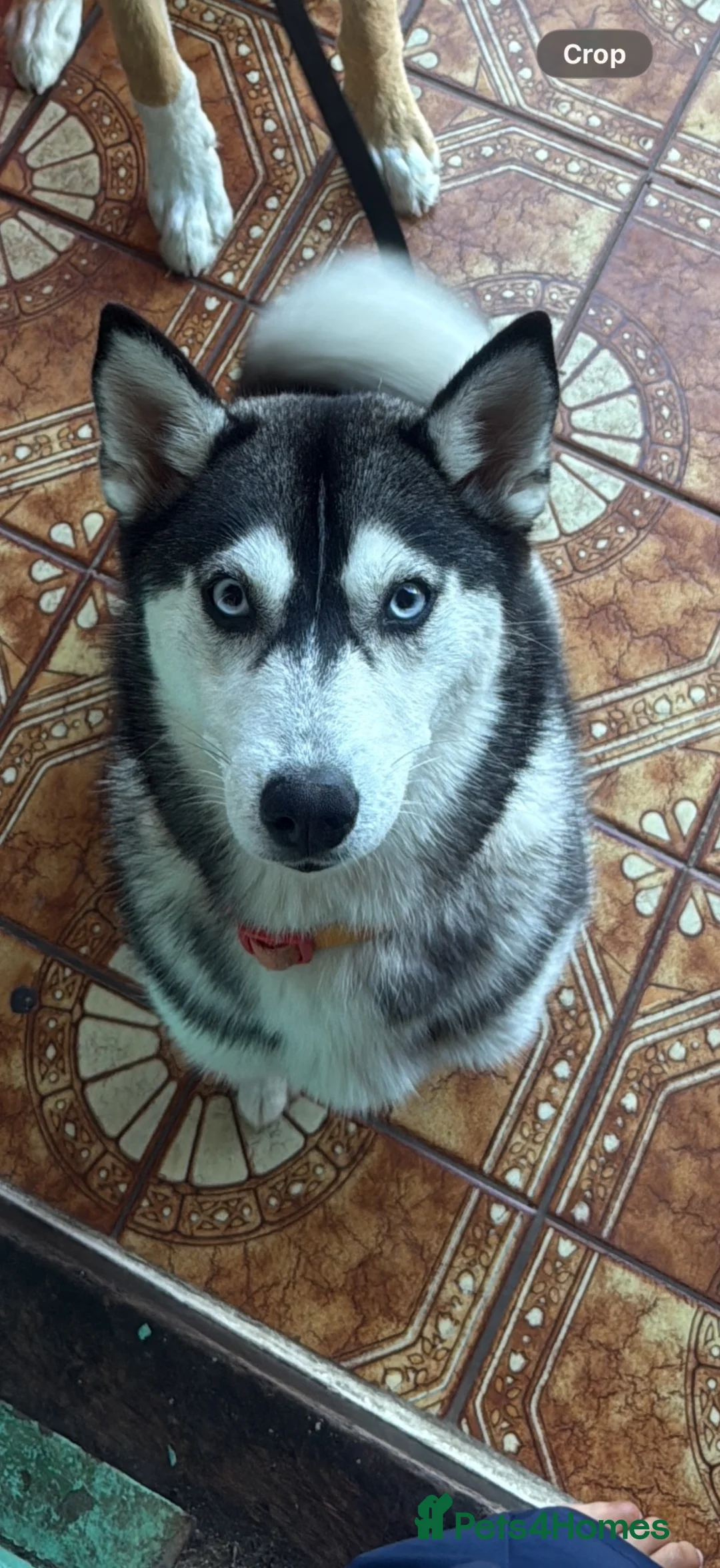 Pomsky dogs for sale: Pomsky puppy  - Advert 2