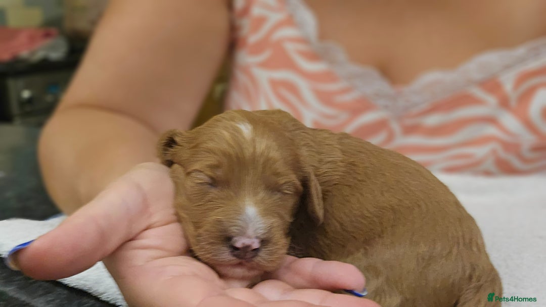Cockapoo dogs for sale: Beautiful PRA F1B puppies - Image 7
