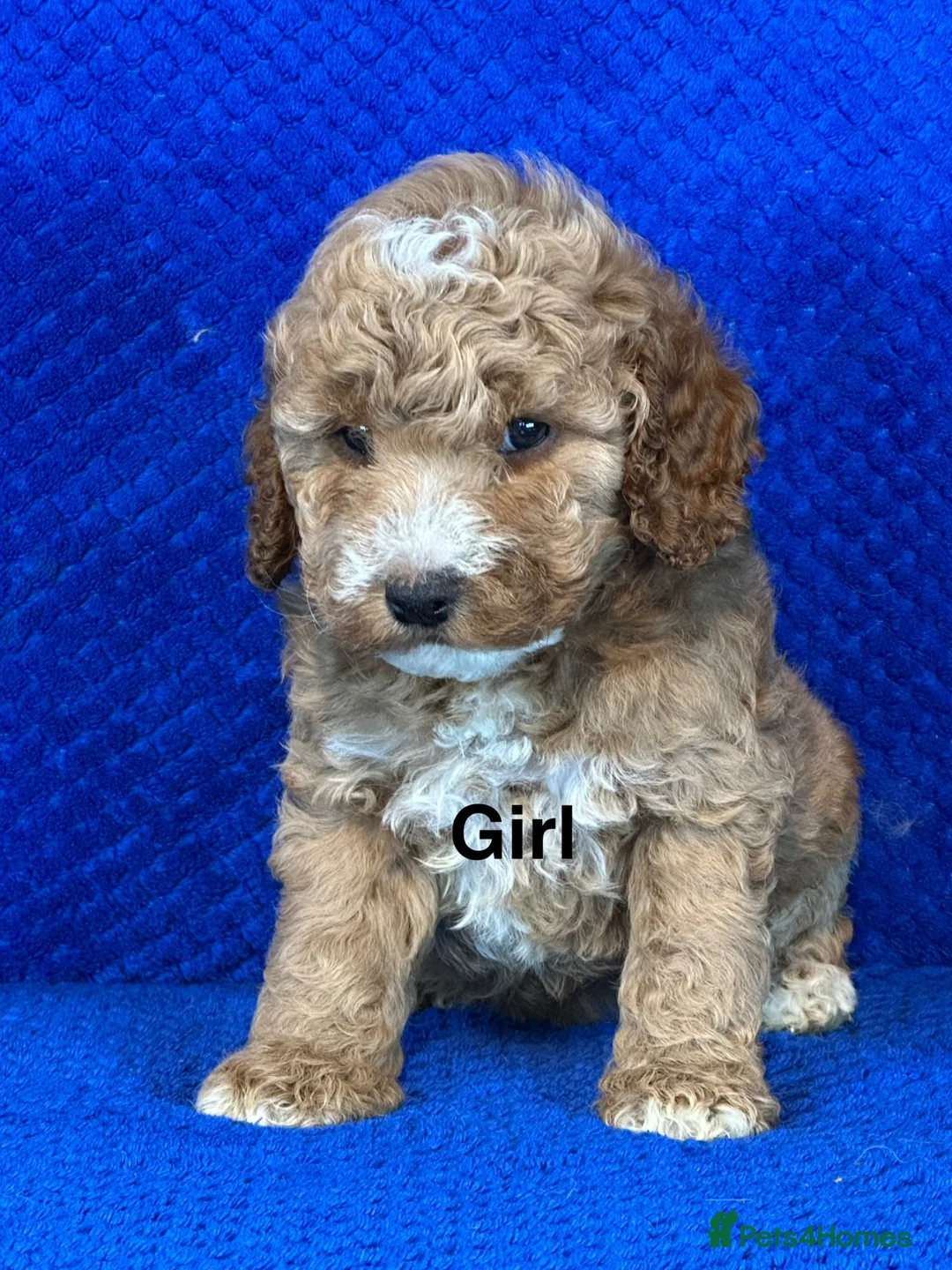 Cockapoo dogs for sale: Fully Health Tested, Show-Type Cockapoo Puppies - Advert 1