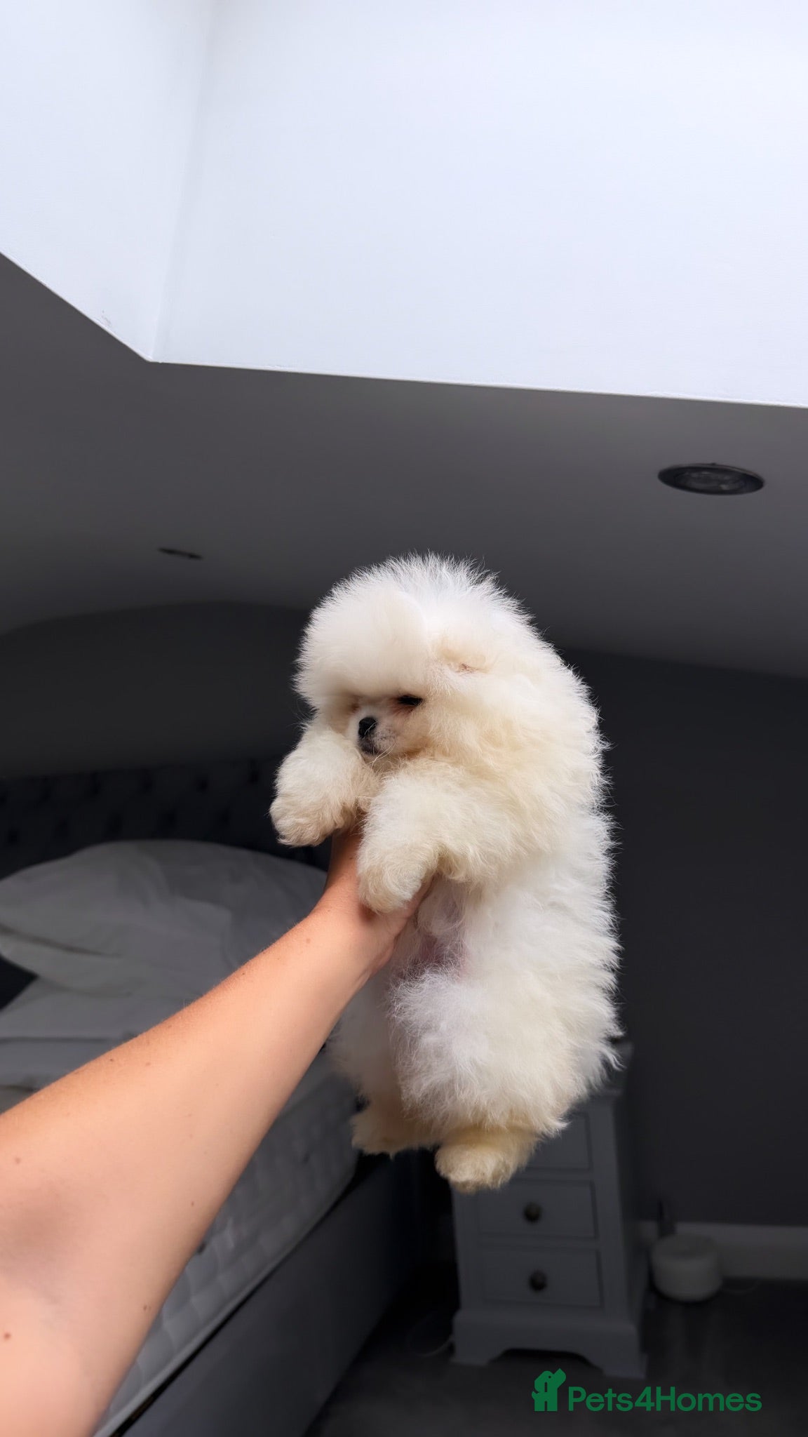 Pomeranian dogs SHOW QUALITY KOREAN WHITE POMERANIAN PUPPIES  - Advert 2