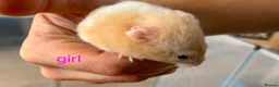 Hamster rodents for sale: Baby syrians - Advert 2