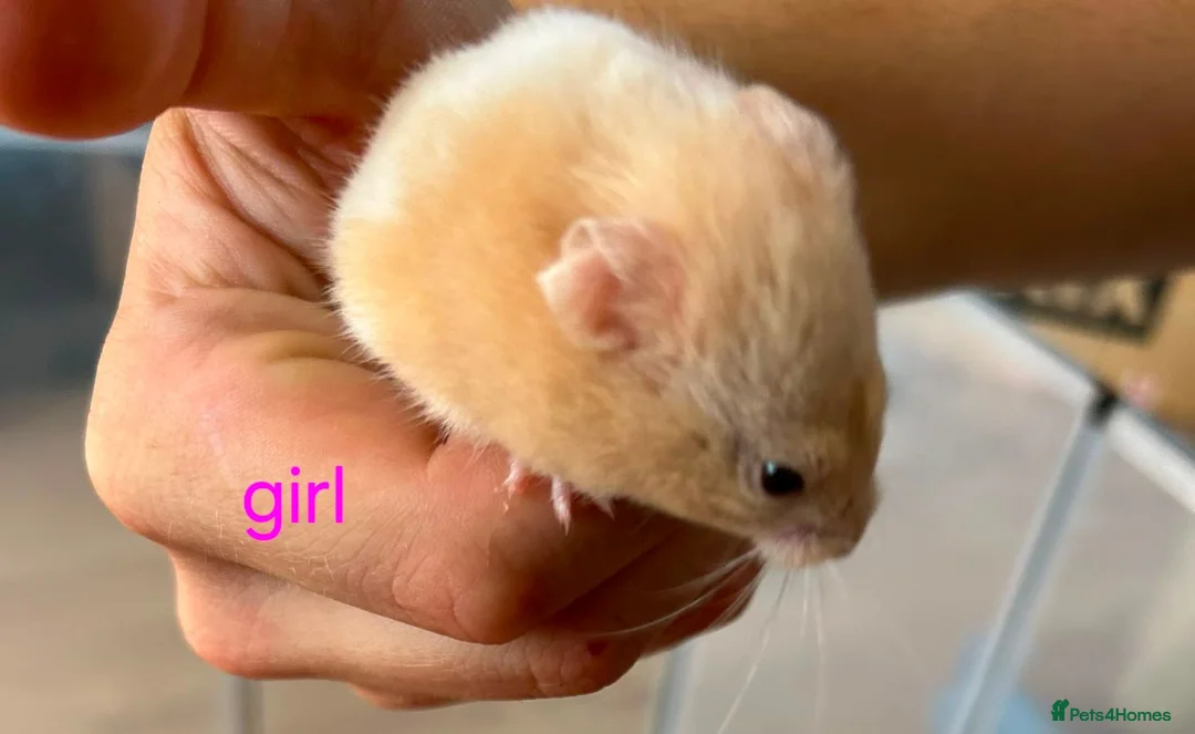 Hamster rodents for sale: Baby syrians - Advert 2