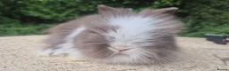 Angora rabbits for sale: ❤️STUNNING IMPORTED PARENTS- TEDDYDWERG BABIES❤️ - Advert 16