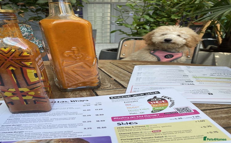Mixed Breed dogs - Advert 1