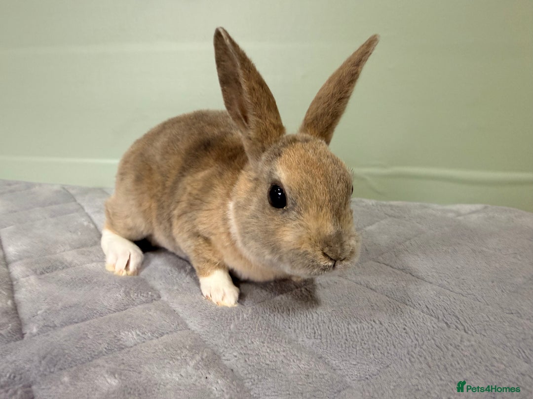 Rex rabbits for sale: Mini Rex's ‼️NOW AVAILABLE ‼️ 9 weeks old  - Advert 12