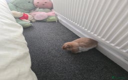 Mini Lop rabbits for sale: 2 girl  mini lop rabbits  - Image 2