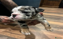 English Bulldog dogs for sale: Puppies  - Image 14