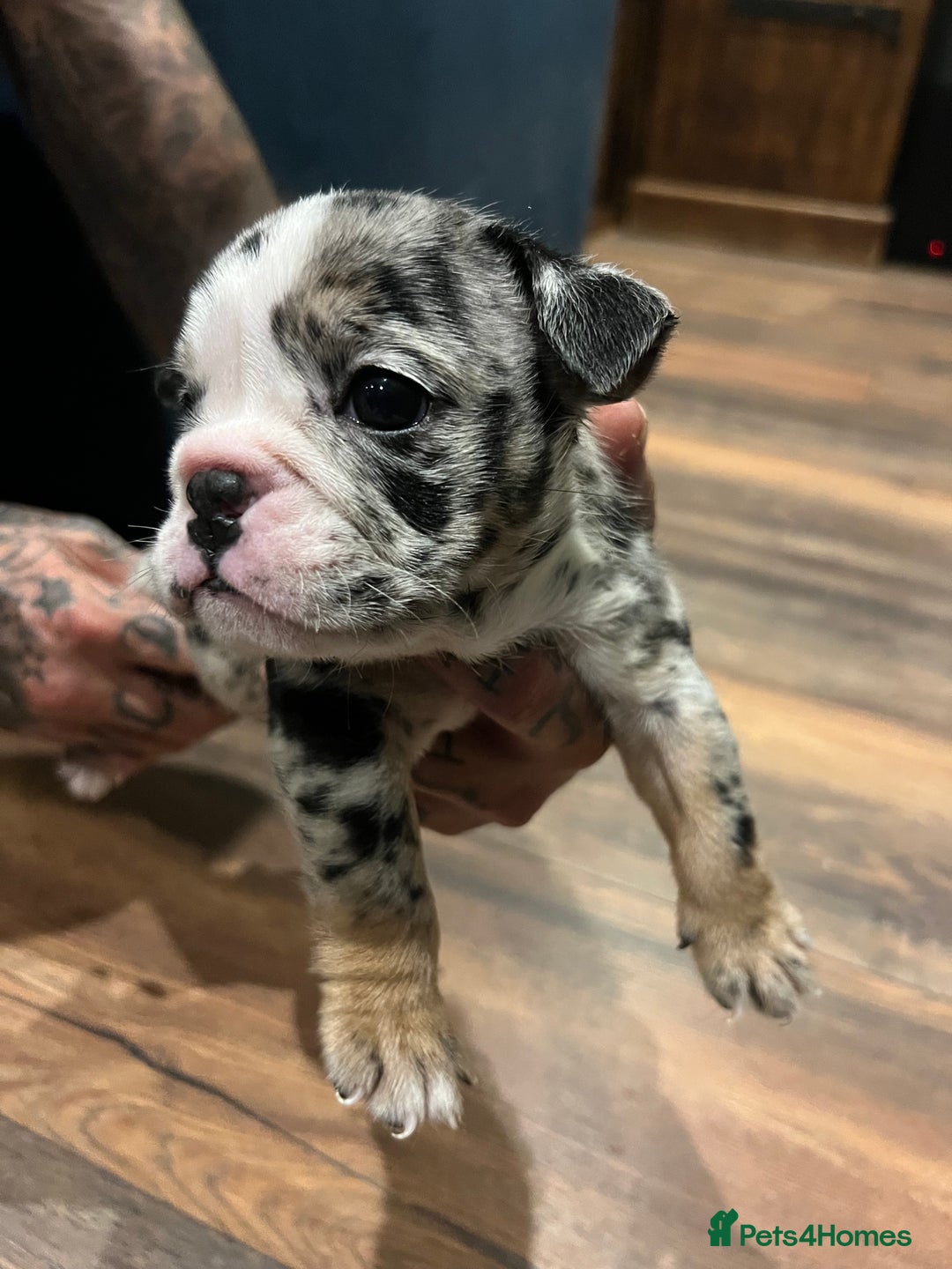 English Bulldog dogs for sale: Puppies  - Image 14