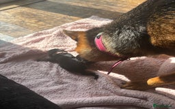 German Shepherd dogs for sale: 7 beautiful German Shepherd puppies  - Image 9