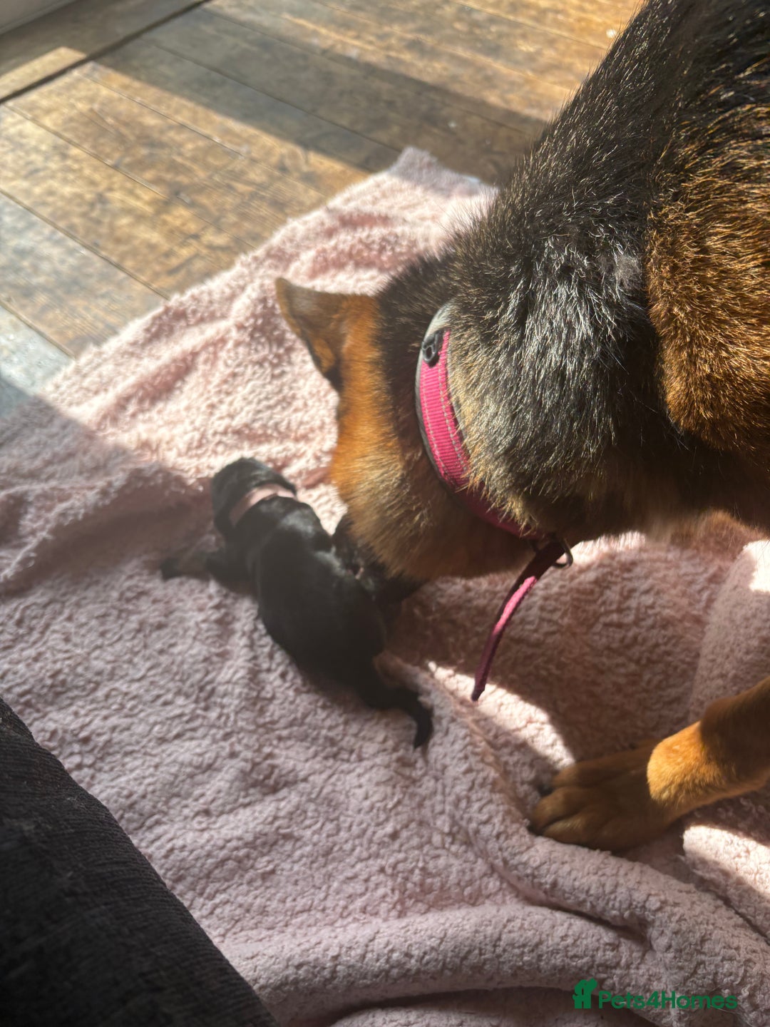 German Shepherd dogs for sale: 7 beautiful German Shepherd puppies  - Image 9