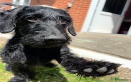 Mixed Breed dogs for sale: Smart boy hulk needs a new home  - Image 2