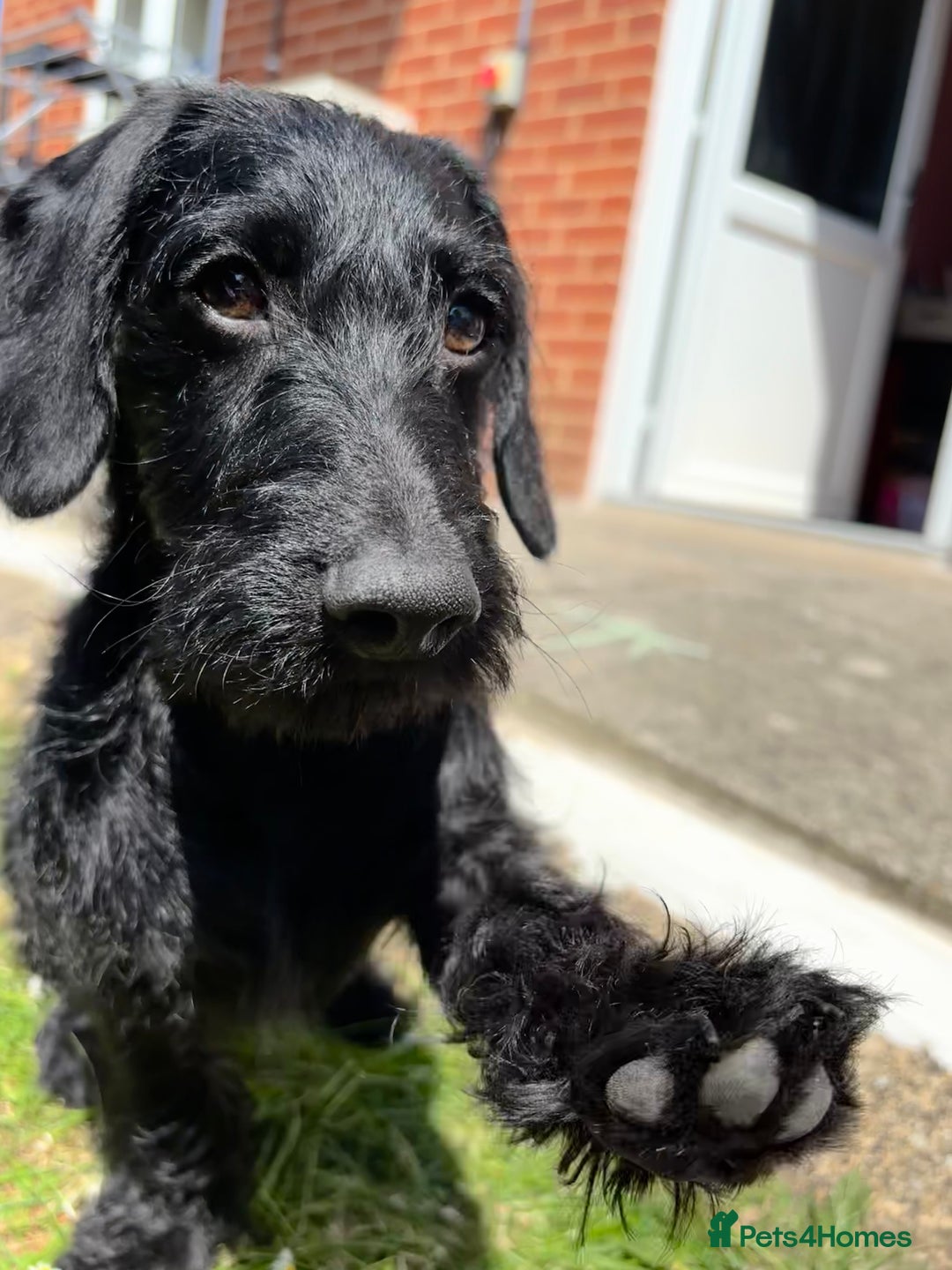 Mixed Breed dogs for sale: Smart boy hulk needs a new home  - Image 2