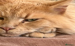 Maine Coon cats for sale: 🐾 Pedigree Cream Maine Coon - Image 7