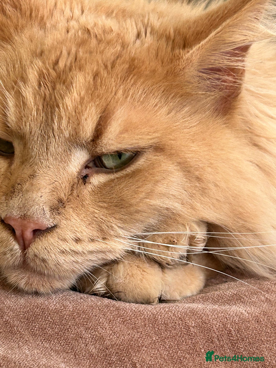 Maine Coon cats for sale: 🐾 Pedigree Cream Maine Coon - Image 7