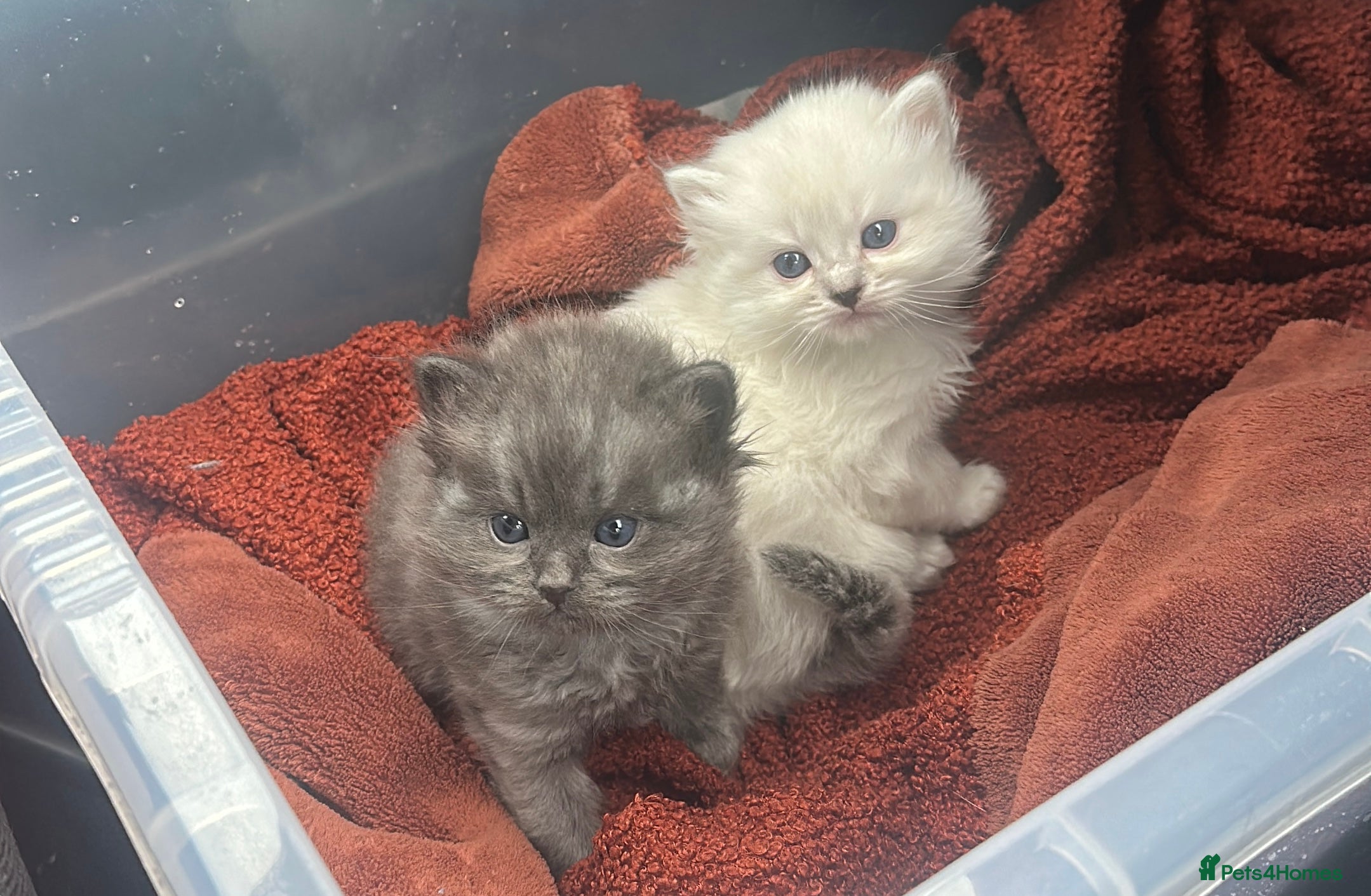 Perdoll cats PERDOLL KITTENS FOR SALE - Advert 1