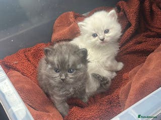 Perdoll cats PERDOLL KITTENS FOR SALE - Advert 17