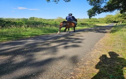Other Breed horses for sale: 15.1 Welsh x thoroughbred  - Image 17