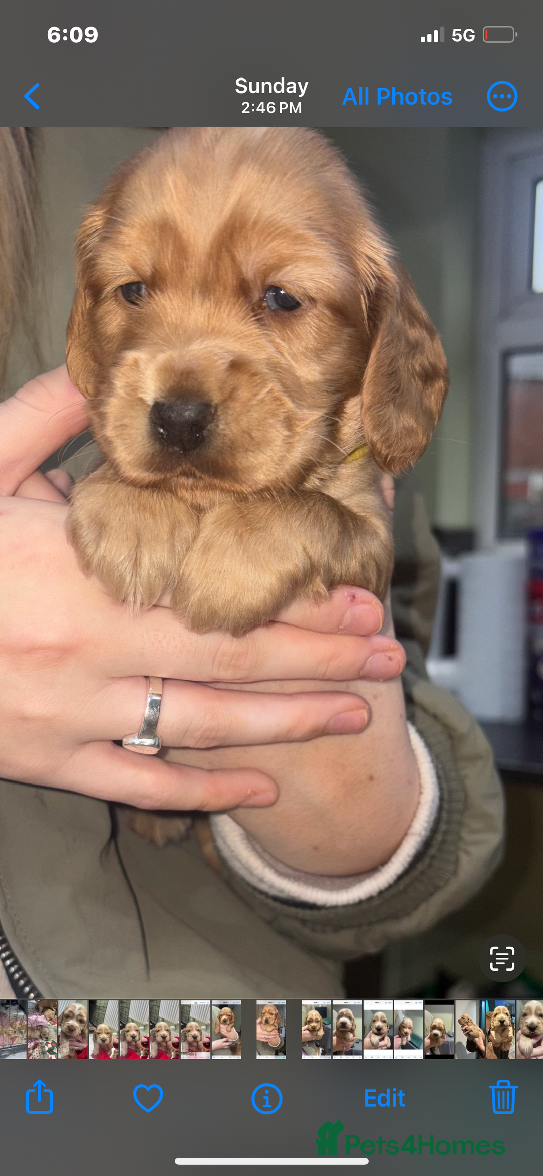 Cocker Spaniel dogs for sale: Worker/show cocker  - Advert 3