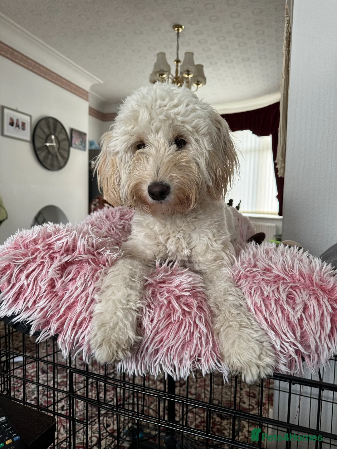 Labradoodle dogs for sale: Miniature F1b Labradoodle for rehoming  - Advert 14