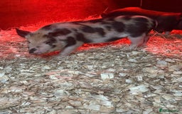 Pig livestock for sale: micro pigs - Image 16